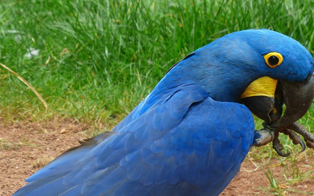 Periquito Azul: Fun Facts About Our Feathered Friend